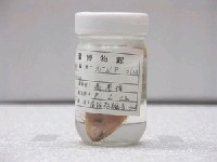 藏品(土佐鰜鮃)的圖片
